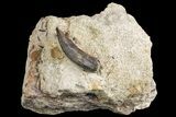 Partial, Theropod (Allosaurus?) Tooth On Sandstone - Colorado #162503-2